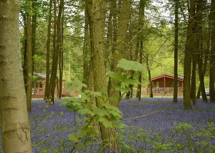 Hollicarrs - Woodland Lodge