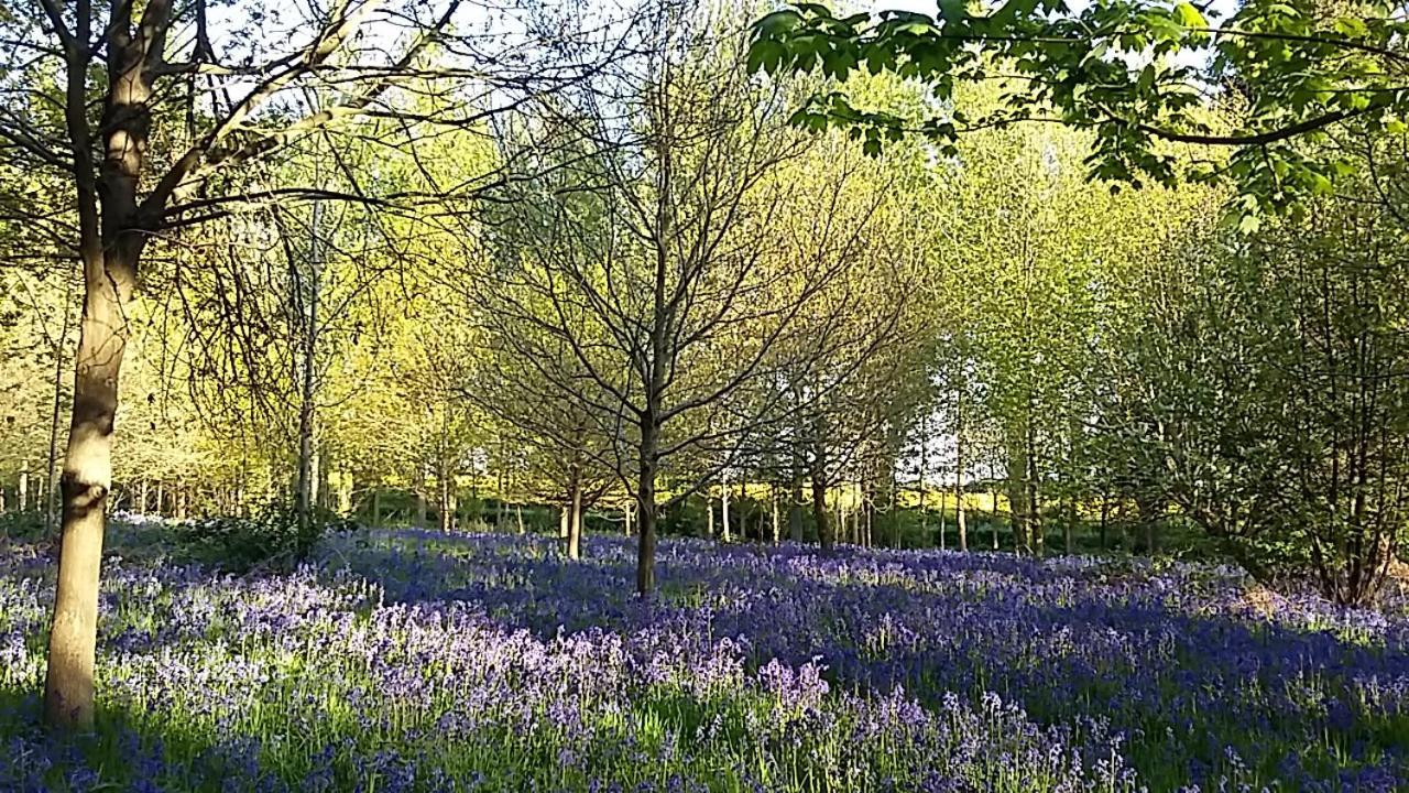 Lodge Hollicarrs - Woodland York