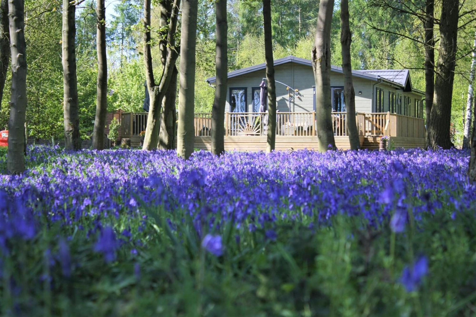 Lodge Hollicarrs - Woodland *